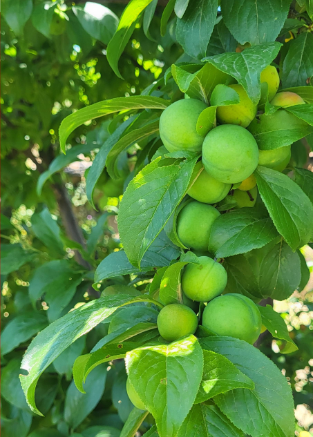 Come ascoltiamo la natura